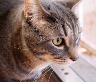 如何给你的猫吃避孕药